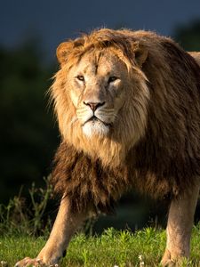 Preview wallpaper lion, mane, predator