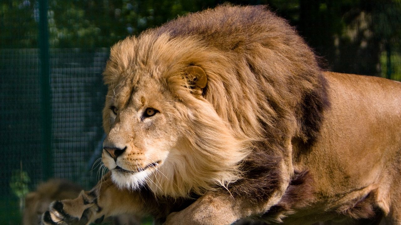 Wallpaper lion, mane, predator, king, beasts