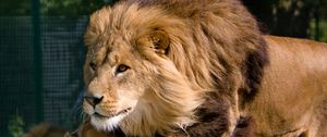 Preview wallpaper lion, mane, predator, king, beasts
