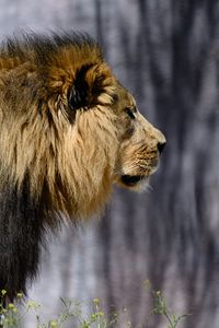 Preview wallpaper lion, mane, predator, wild