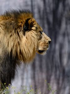 Preview wallpaper lion, mane, predator, wild