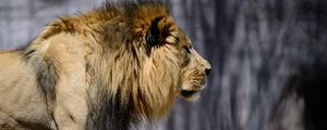 Preview wallpaper lion, mane, predator, wild