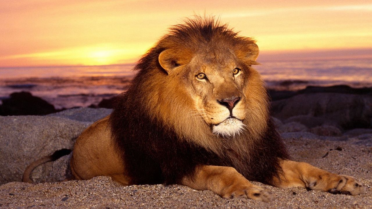 Wallpaper lion, mane, sand, sunset, lie