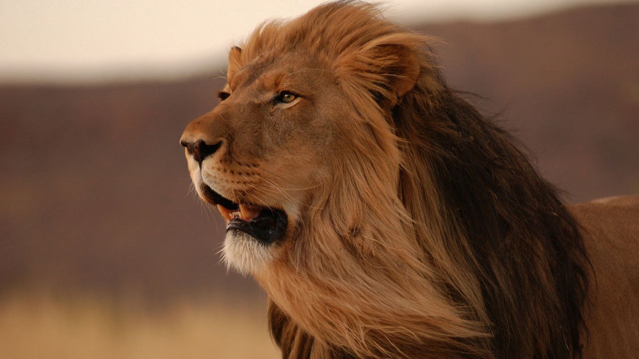 Wallpaper lion, mane, wind, grin, big cat, predator