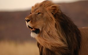 Preview wallpaper lion, mane, wind, grin, big cat, predator