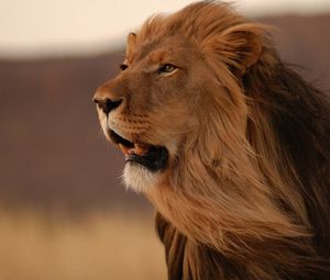 Preview wallpaper lion, mane, wind, grin, big cat, predator