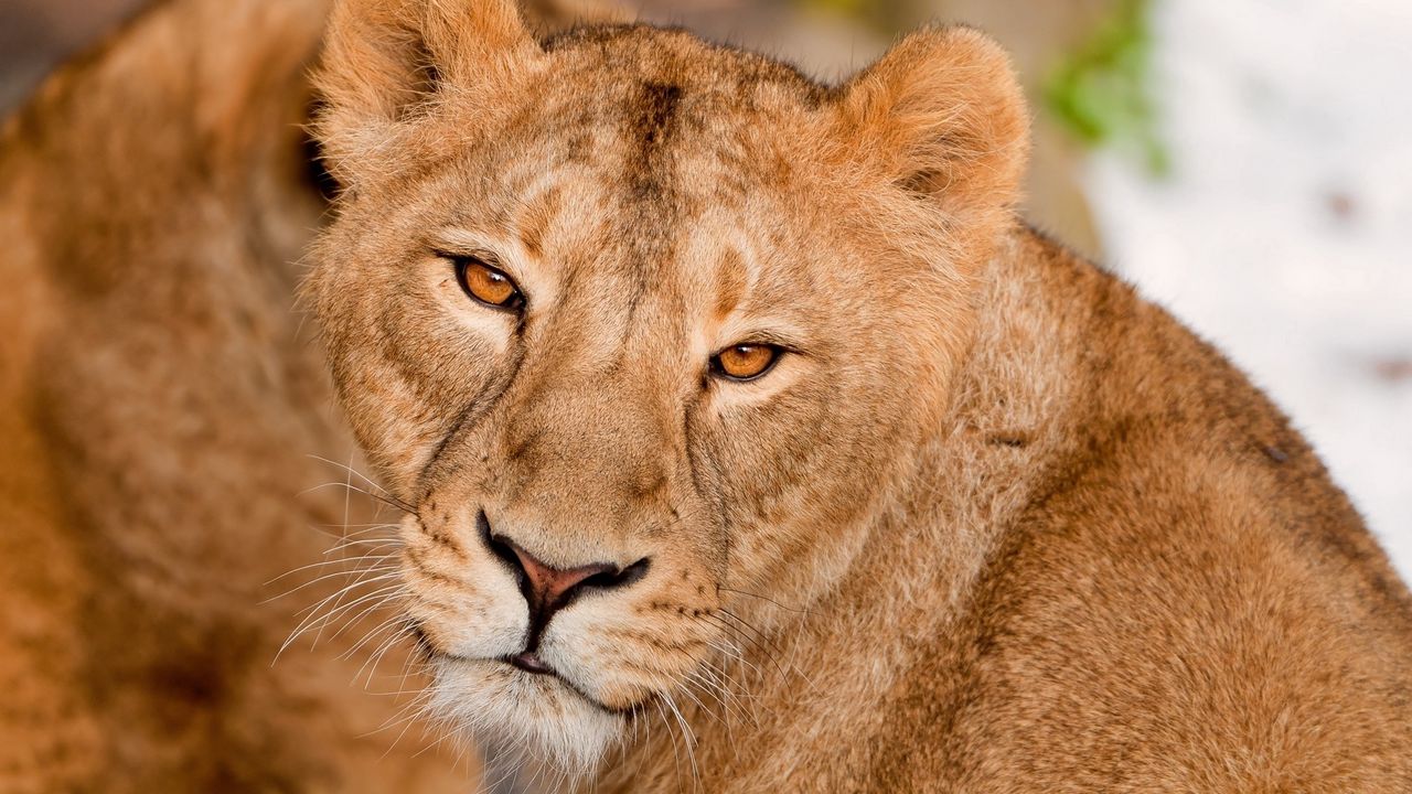 Wallpaper lion, muzzle, eyes, kind, predator, big cat