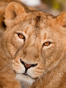 Preview wallpaper lion, muzzle, eyes, kind, predator, big cat
