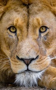 Preview wallpaper lion, muzzle, glance, king of beasts, predator, wildlife