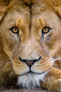 Preview wallpaper lion, muzzle, glance, king of beasts, predator, wildlife