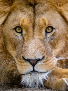 Preview wallpaper lion, muzzle, glance, king of beasts, predator, wildlife