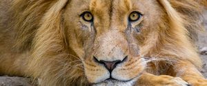 Preview wallpaper lion, muzzle, glance, king of beasts, predator, wildlife