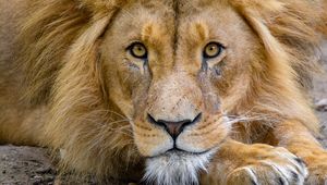 Preview wallpaper lion, muzzle, glance, king of beasts, predator, wildlife