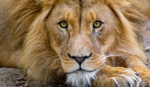 Preview wallpaper lion, muzzle, glance, king of beasts, predator, wildlife