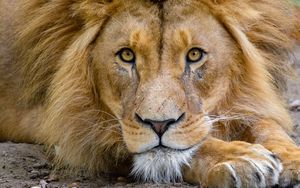 Preview wallpaper lion, muzzle, glance, king of beasts, predator, wildlife