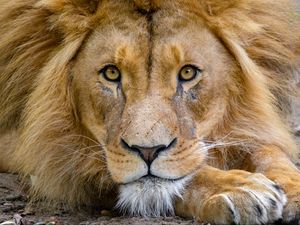 Preview wallpaper lion, muzzle, glance, king of beasts, predator, wildlife