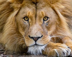 Preview wallpaper lion, muzzle, glance, king of beasts, predator, wildlife