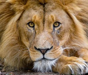 Preview wallpaper lion, muzzle, glance, king of beasts, predator, wildlife