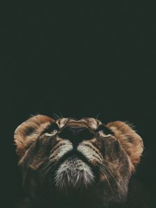 Preview wallpaper lion, muzzle, look, up