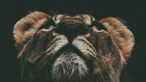 Preview wallpaper lion, muzzle, look, up
