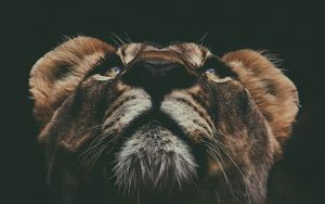 Preview wallpaper lion, muzzle, look, up