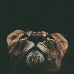 Preview wallpaper lion, muzzle, look, up