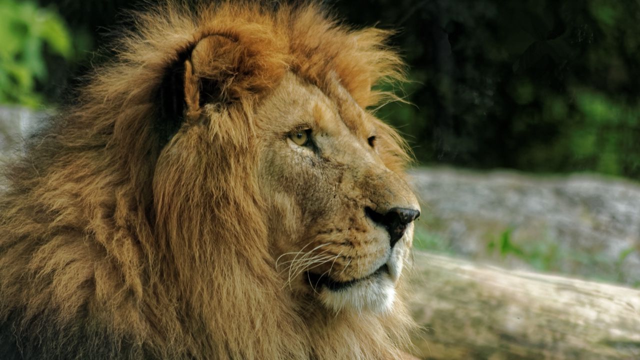 Wallpaper lion, muzzle, mane, predator
