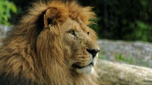 Preview wallpaper lion, muzzle, mane, predator