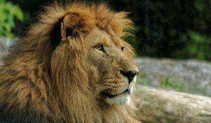 Preview wallpaper lion, muzzle, mane, predator