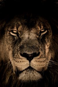 Preview wallpaper lion, muzzle, mane, predator, look
