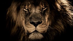Roaring Lion Desktop HD Wallpaper 78551 - Baltana