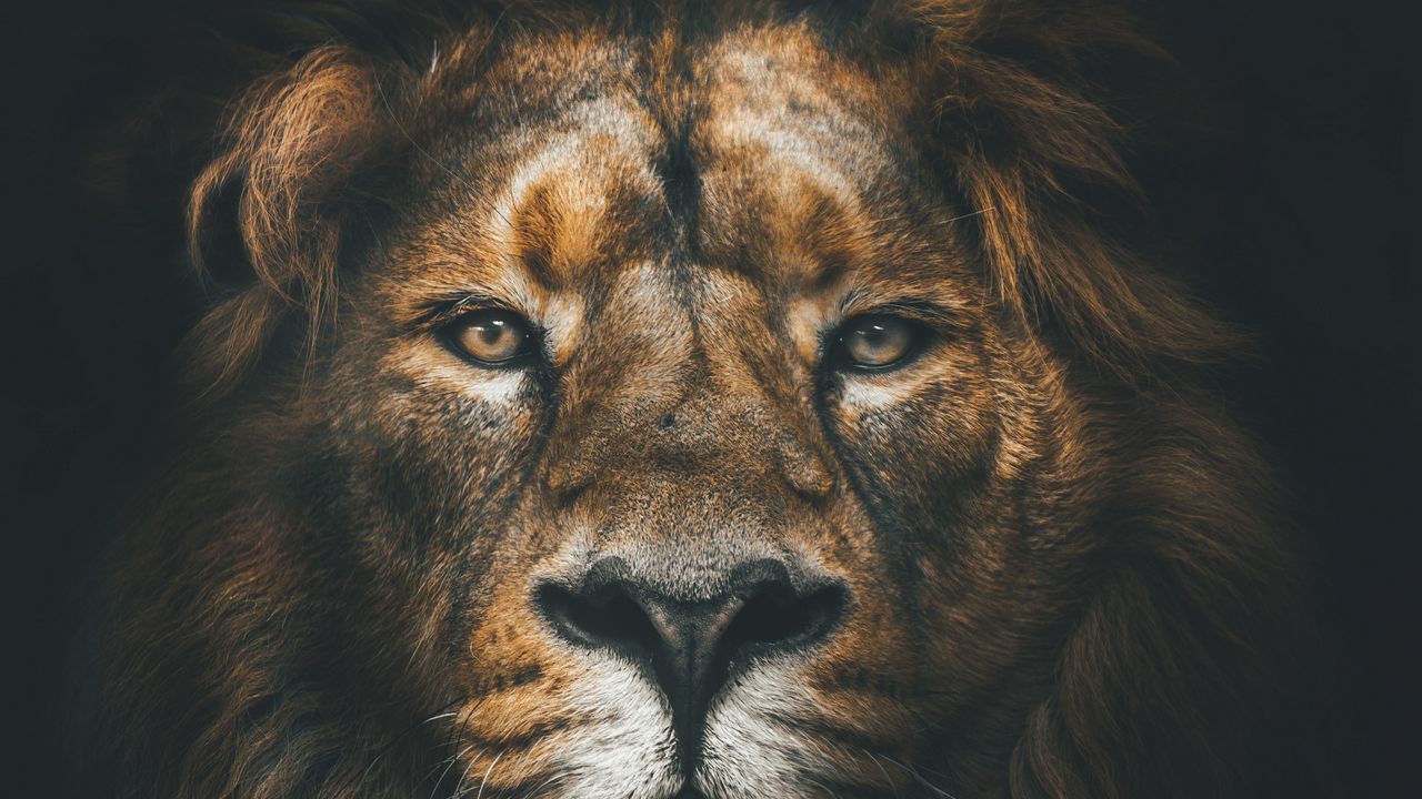 Wallpaper lion, muzzle, mane, loок, predator