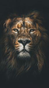 Lion iphone 8/7/6s/6 for parallax wallpapers hd, desktop backgrounds  938x1668, images and pictures