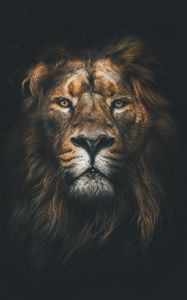 Preview wallpaper lion, muzzle, mane, loок, predator