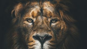 Preview wallpaper lion, muzzle, mane, loок, predator