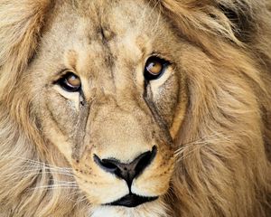 Preview wallpaper lion, muzzle, mane, predator, king of beasts, king