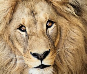 Preview wallpaper lion, muzzle, mane, predator, king of beasts, king
