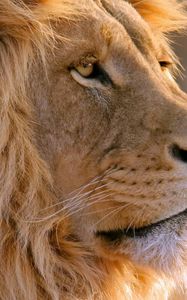 Preview wallpaper lion, muzzle, mane, predator