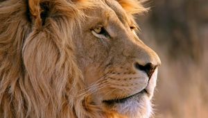 Preview wallpaper lion, muzzle, mane, predator