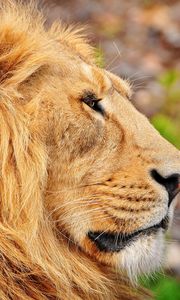 Preview wallpaper lion, muzzle, mane, profile