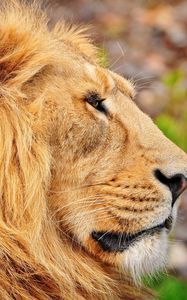 Preview wallpaper lion, muzzle, mane, profile