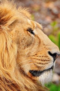 Preview wallpaper lion, muzzle, mane, profile