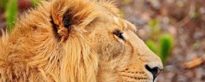 Preview wallpaper lion, muzzle, mane, profile