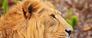 Preview wallpaper lion, muzzle, mane, profile