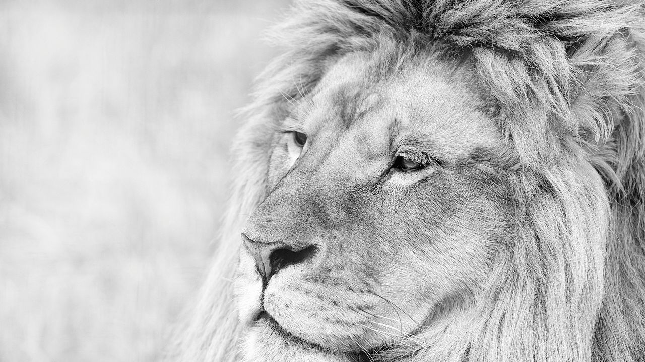 Wallpaper lion, muzzle, mane, eyes, predator, black white