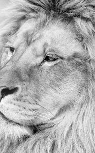 Preview wallpaper lion, muzzle, mane, eyes, predator, black white
