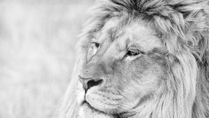 Preview wallpaper lion, muzzle, mane, eyes, predator, black white