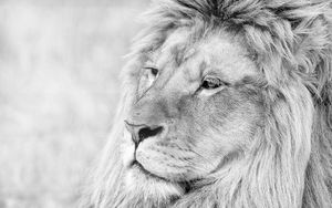 Preview wallpaper lion, muzzle, mane, eyes, predator, black white