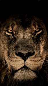 Preview wallpaper lion, muzzle, mane, predator, look