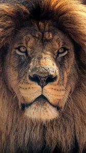 Preview wallpaper lion, muzzle, predator, mane